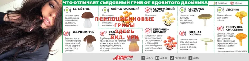 Псилоцибиновые грибы мицелий  Жердевка 